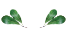 Eyelash leaves_White_Double